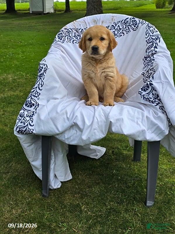 Golden Retriever dogs Keith - Ad 2