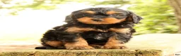Cavapoo dogs for sale: Sasha - Ad 3