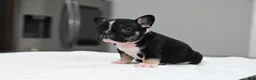 French Bulldog dogs for sale: Poppy - Ad 5