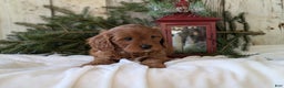 Cavapoo dogs for sale: Asher  - Ad 9