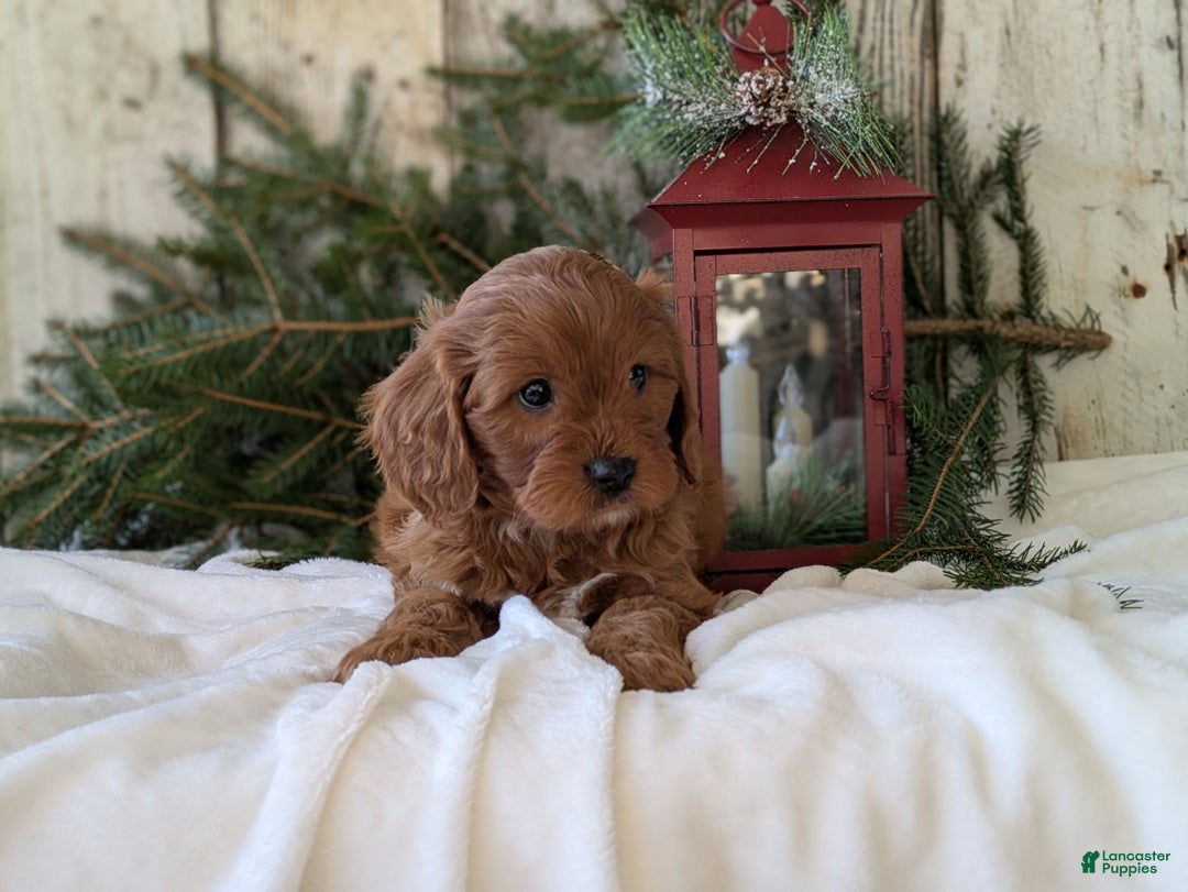 Cavapoo dogs for sale: Asher  - Ad 9