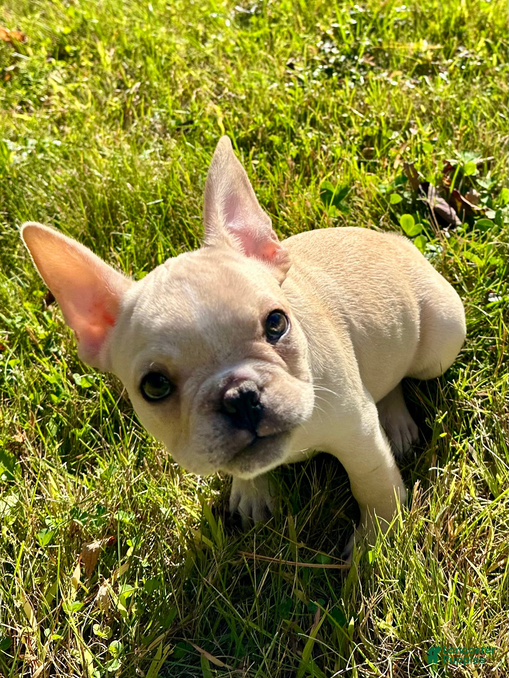 French Bulldog dogs for sale: French Bulldog Cooper - Ad 38