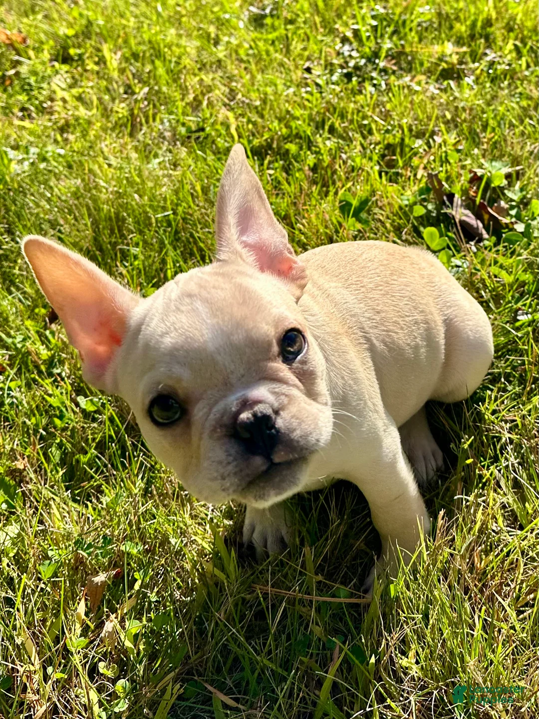 French Bulldog dogs for sale: French Bulldog Cooper - Ad 1
