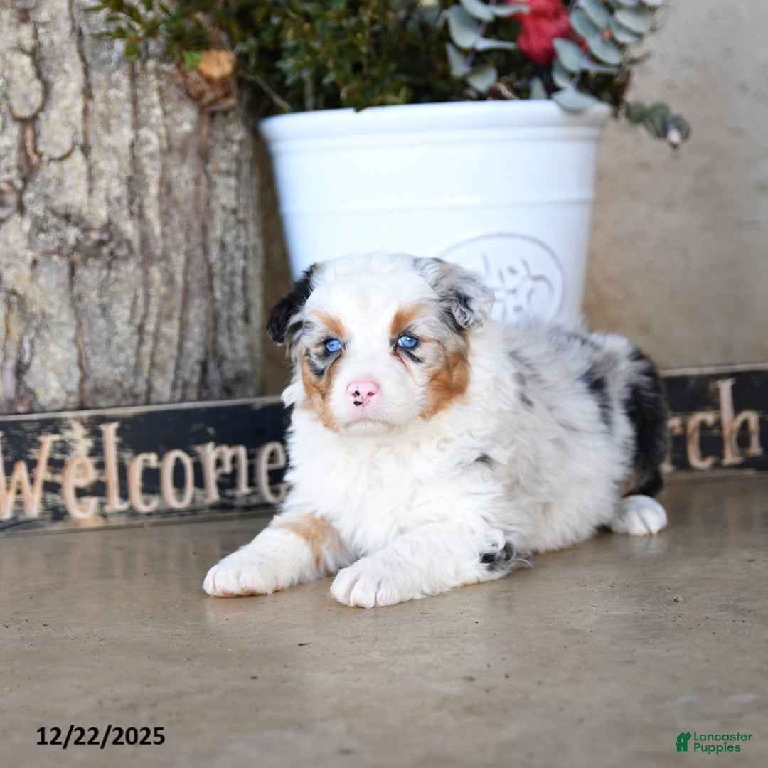 Australian Shepherd dogs for sale: Pippa - Ad 5