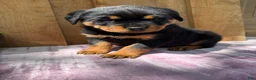 Rottweiler dogs for sale: Bear - Ad 7