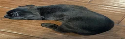 Cane Corso dogs for sale: Cane Corso Puppy 8 - Ad 6