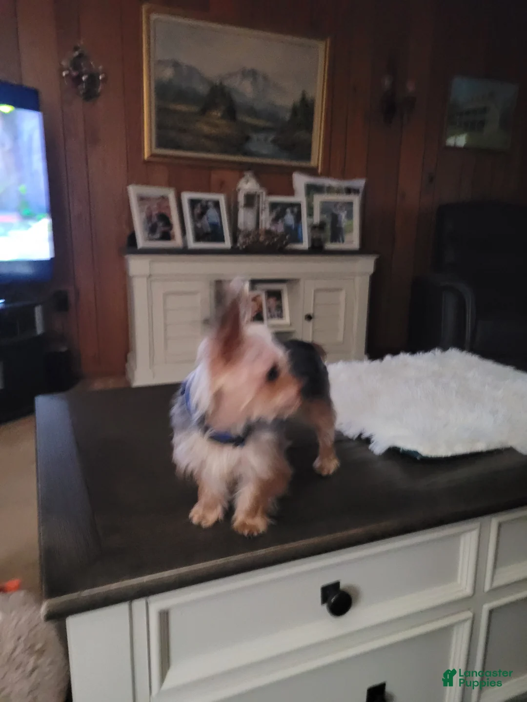 Yorkshire Terrier dogs for stud: Yeti looking for a girlfriend.  - Ad 2