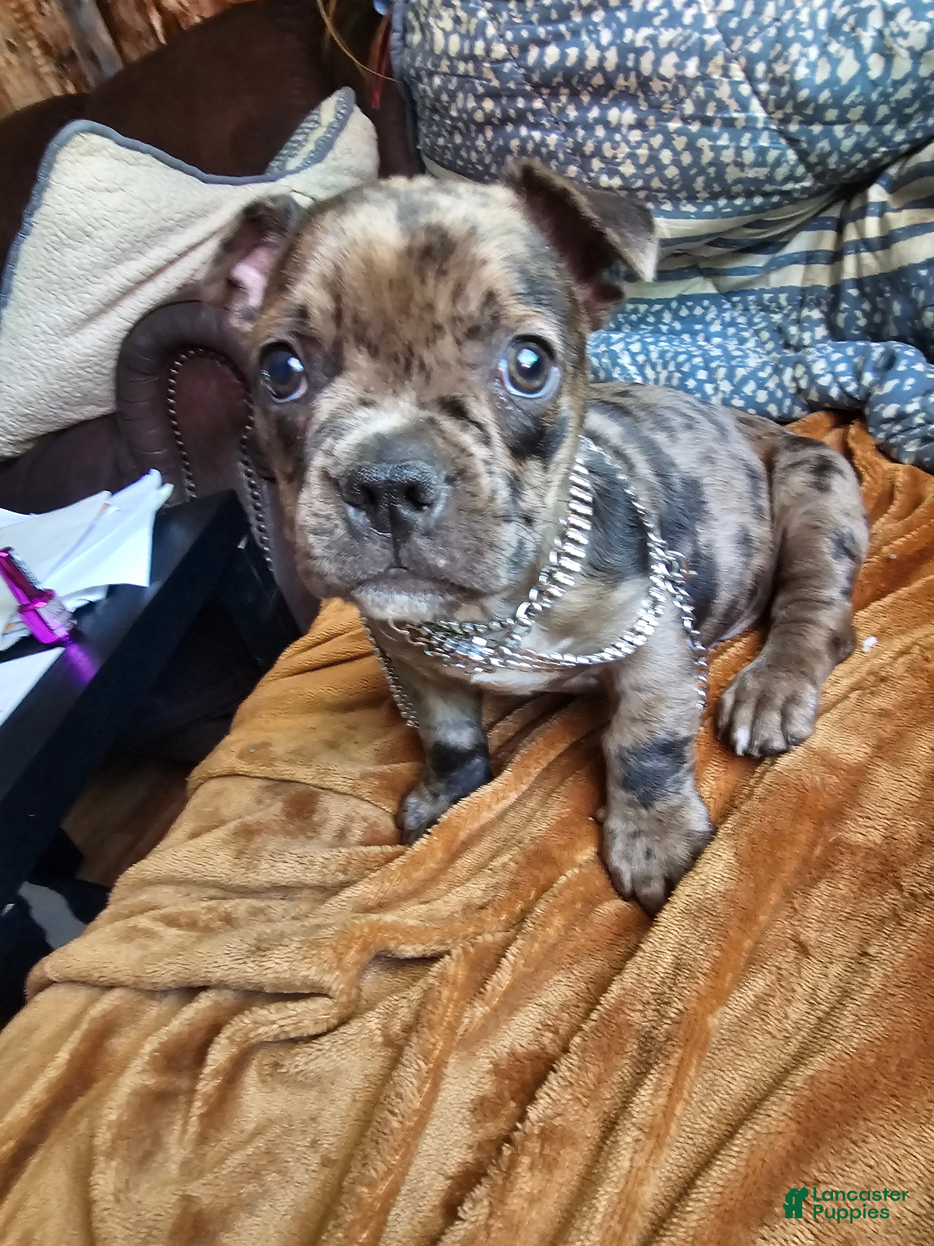 Frenchton dogs for sale: Frenchton BUBBA 🩵 - Ad 5
