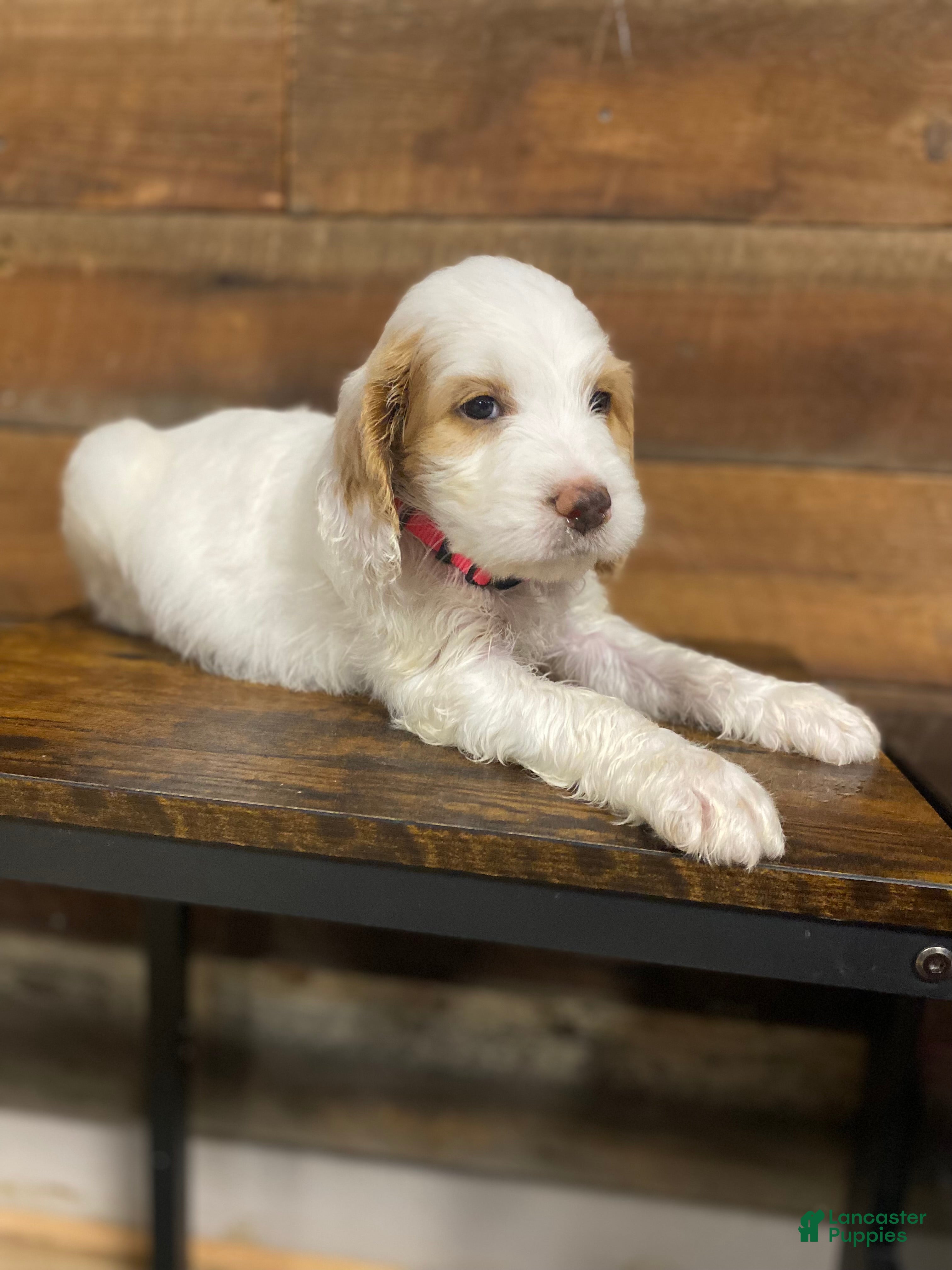 Mixed Breed dogs Mixed Breed Puppy 4 - Ad 22