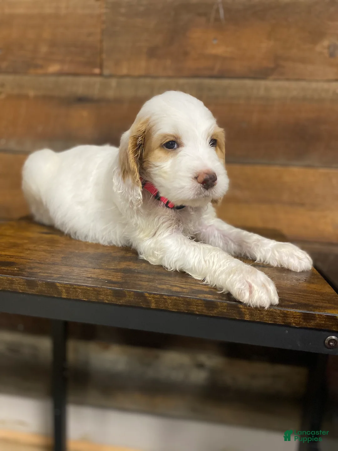 Mixed Breed dogs for sale: Mixed Breed Puppy 4 - Ad 1