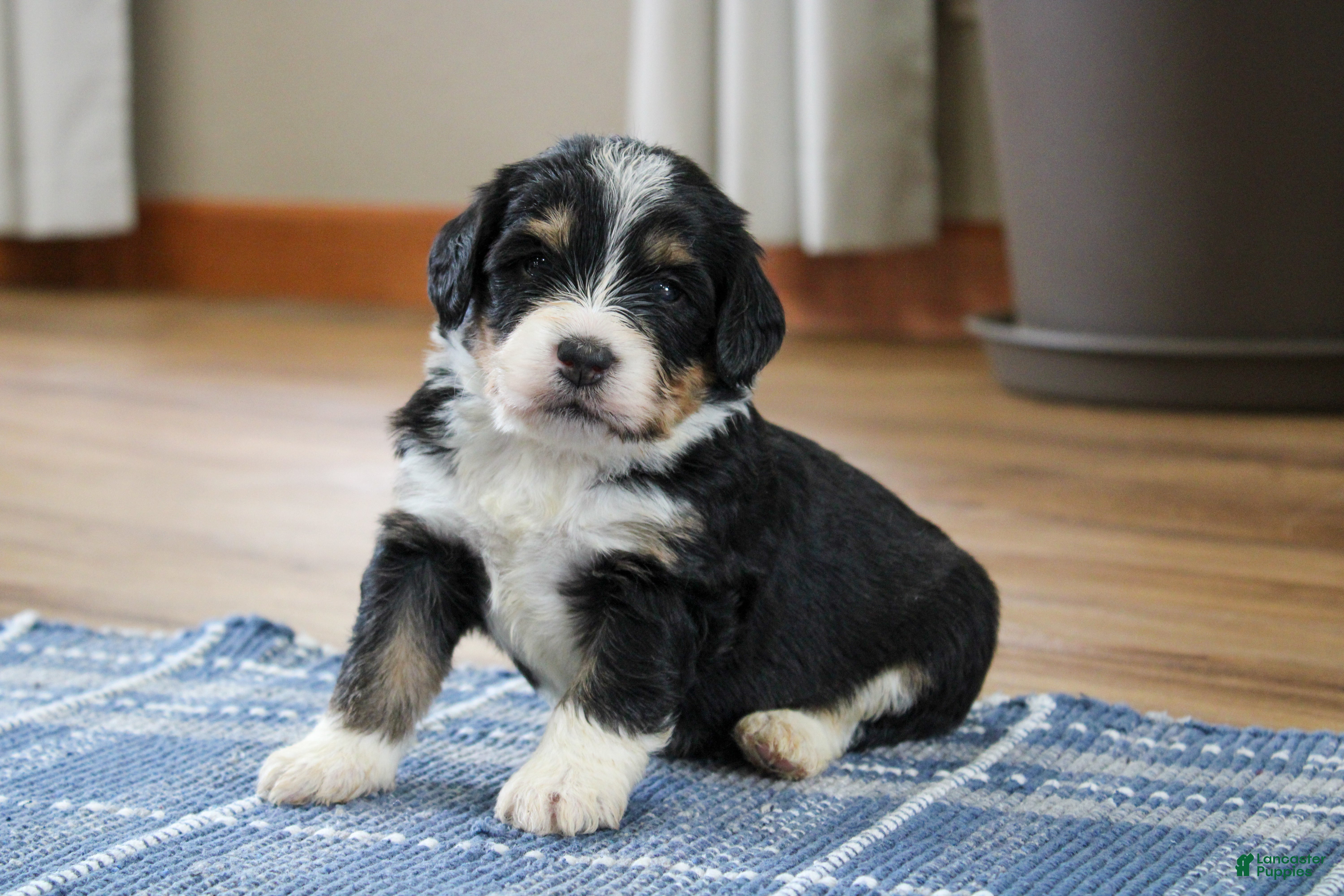 Mini Bernedoodle dogs Phoenix  - Ad 1