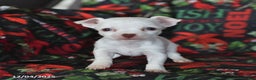 Chihuahua dogs for sale: Peanut  - Ad 5