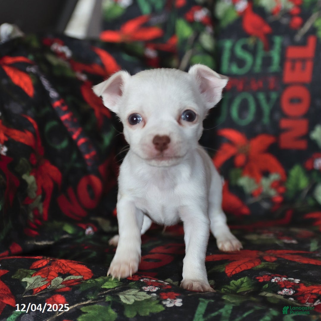 Chihuahua dogs for sale: Peanut  - Ad 5