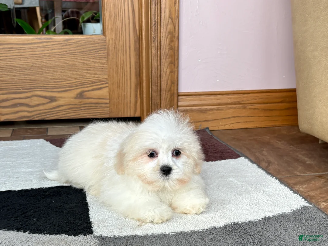 Lhasa Apso dogs for sale: Laura - Ad 9