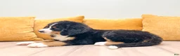 Bernese Mountain Dog dogs for sale: Amber - Ad 5