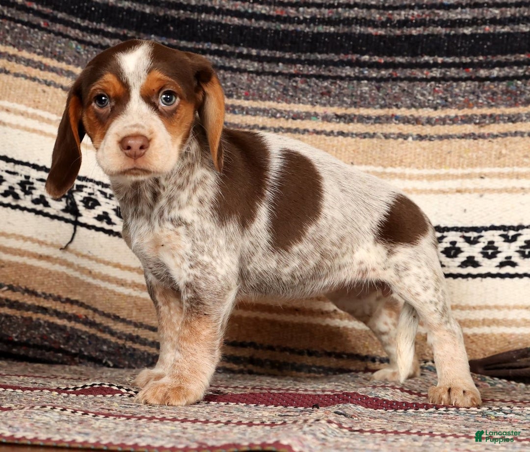 Beagle dogs for sale: Molly - Ad 3