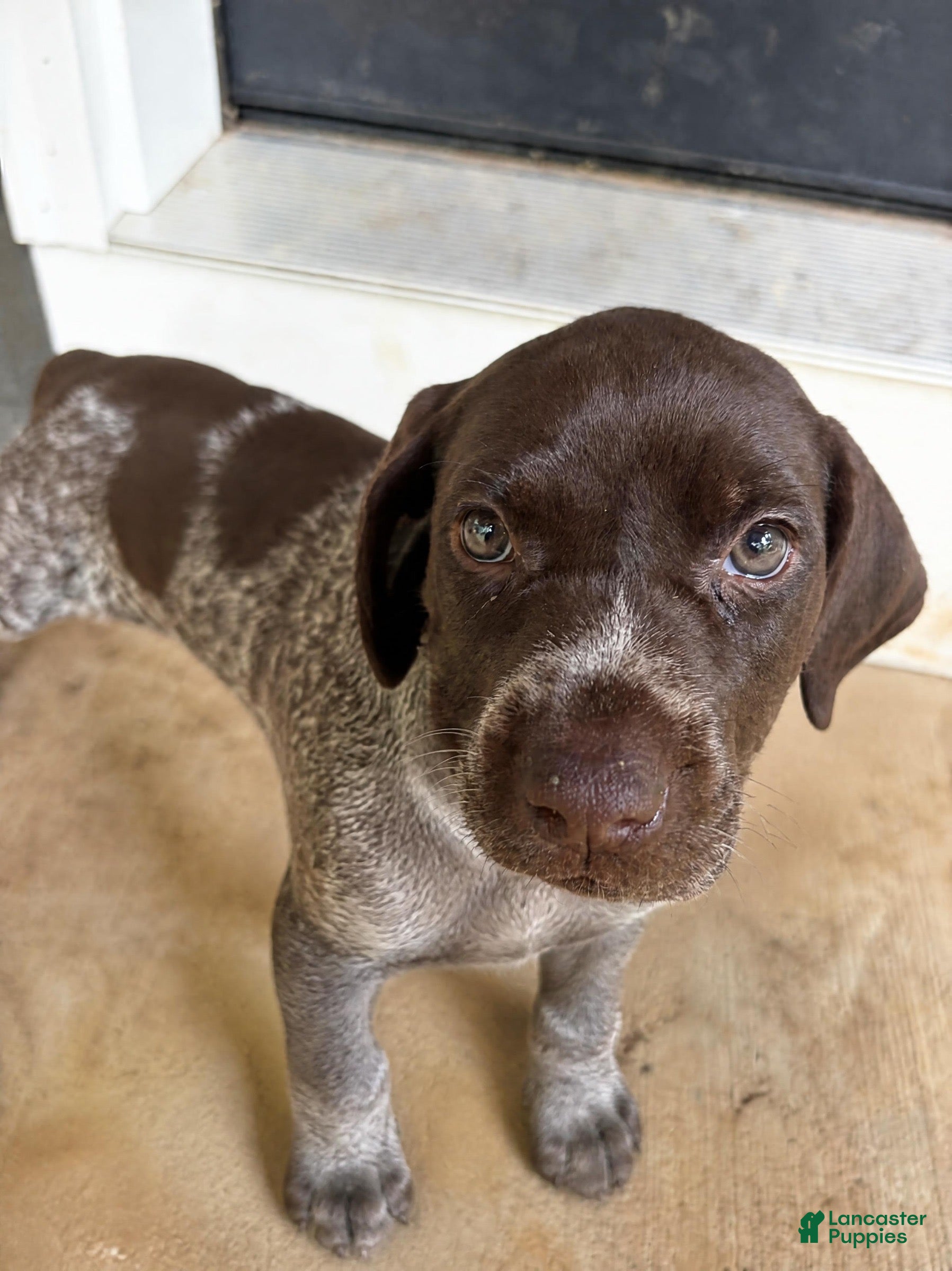 German Shorthaired Pointer dogs Mocha - Ad 1