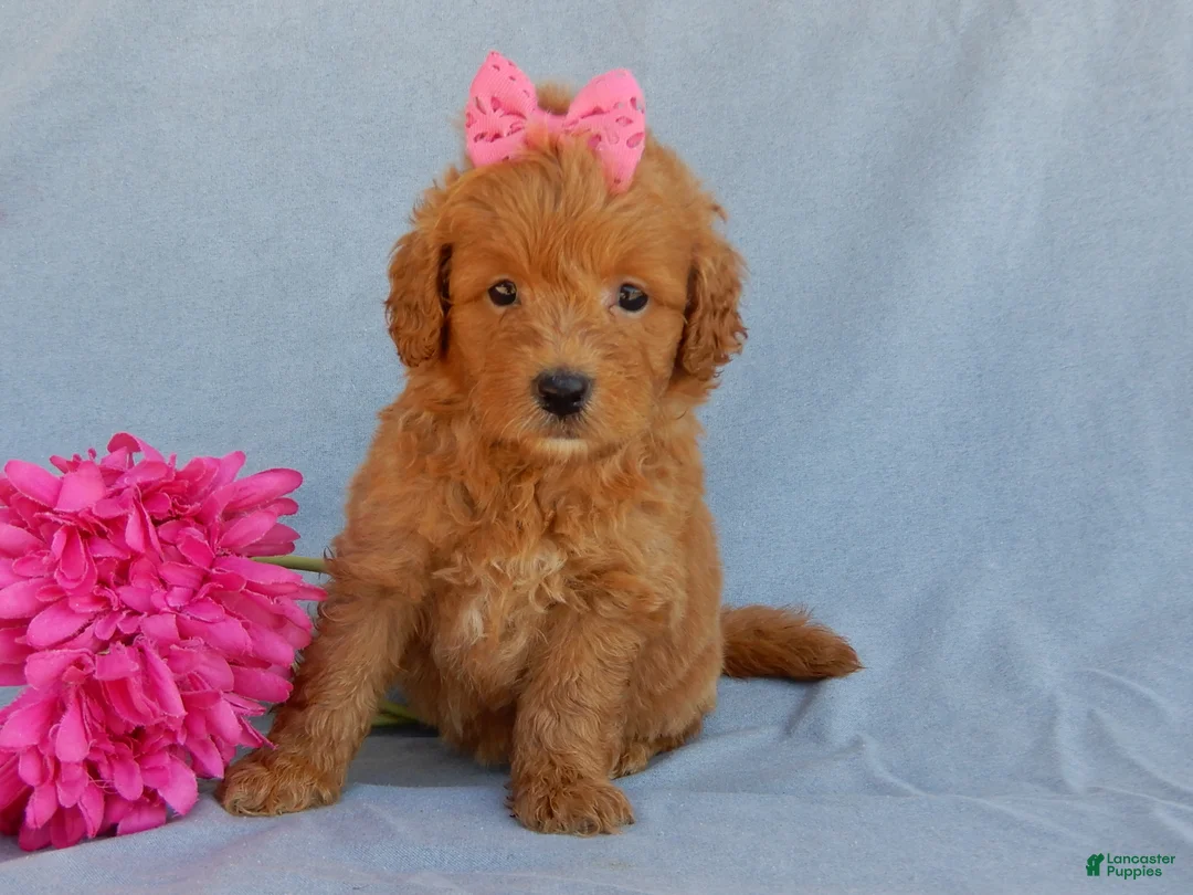 Mini Goldendoodle dogs for sale: Abby - Ad 1