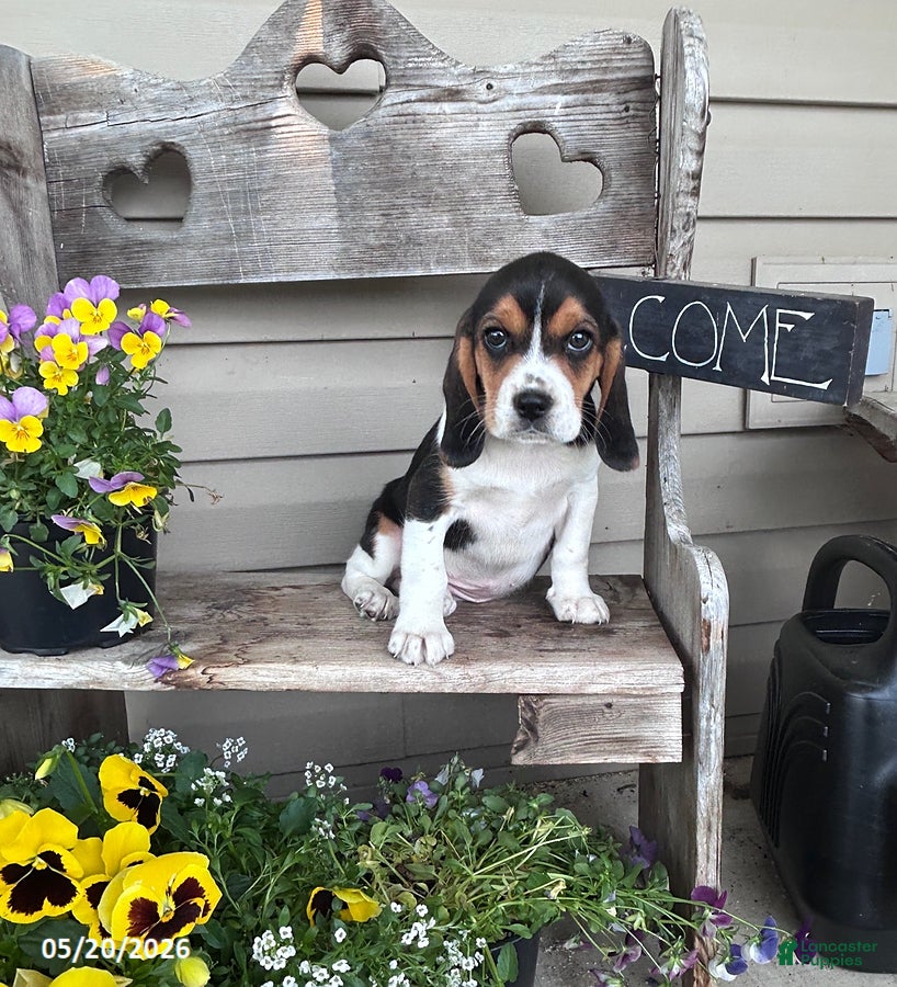 Beagle dogs Francis - Ad 23