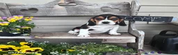 Beagle dogs for sale: Francis - Ad 1