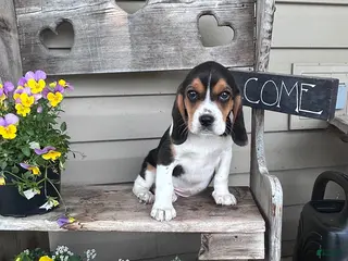 Beagle dogs Francis - Ad 23