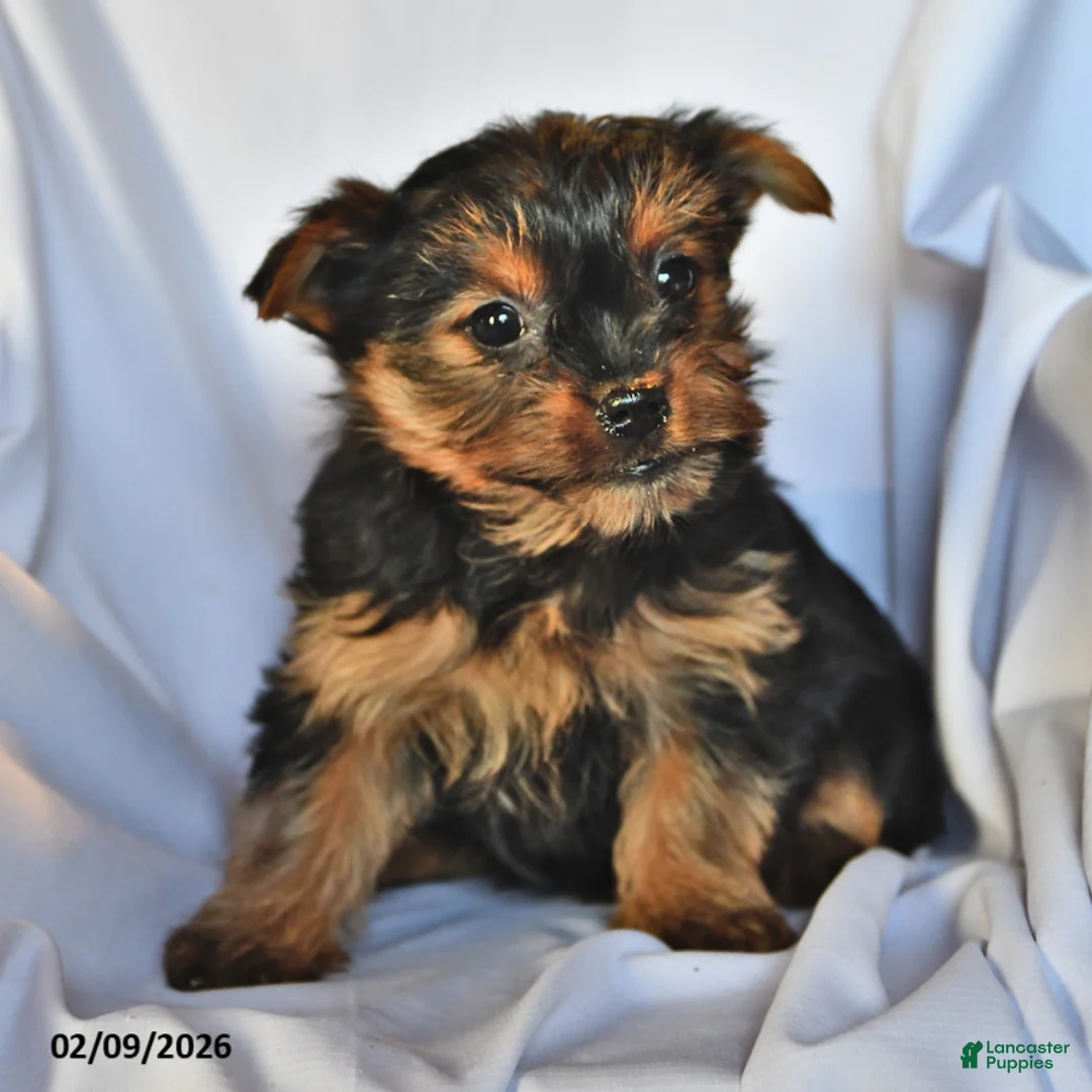 Yorkshire Terrier dogs for sale: Jade - Ad 2
