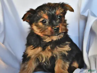Yorkshire Terrier dogs Jade - Ad 24