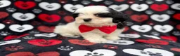 Shih Tzu dogs for sale: Sebastian  - Ad 4