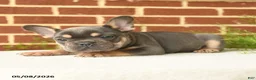 French Bulldog dogs for sale: Kaiser - Ad 4