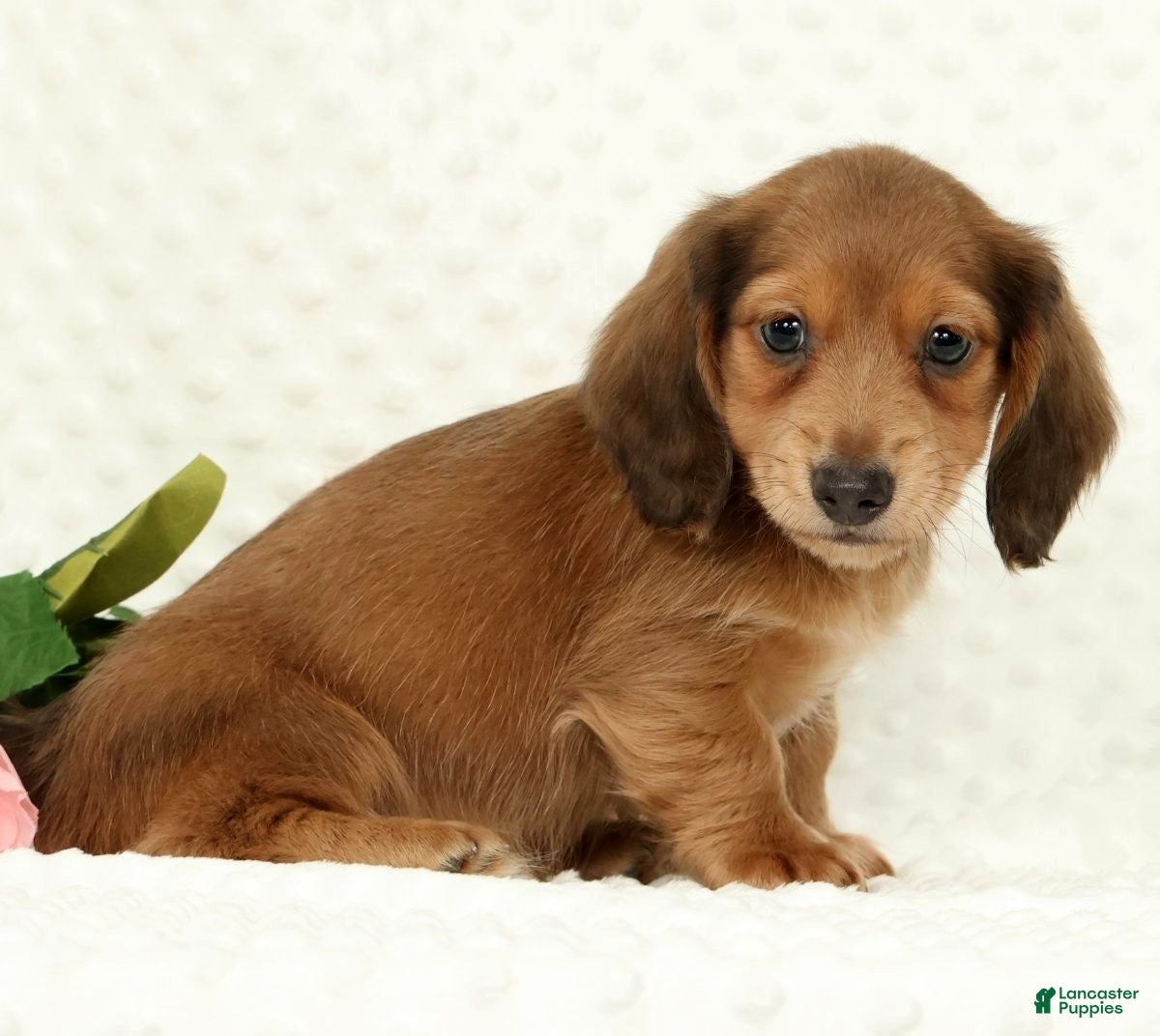 Miniature Dachshund dogs for sale: Scott - Ad 7
