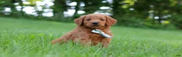 Goldendoodle dogs for sale: Charlie - Ad 4