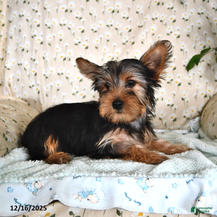 Yorkshire Terrier dogs Peter - Ad 37