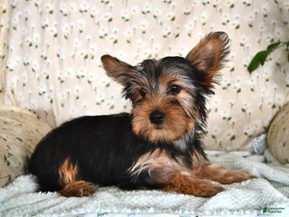Yorkshire Terrier dogs Peter - Ad 6