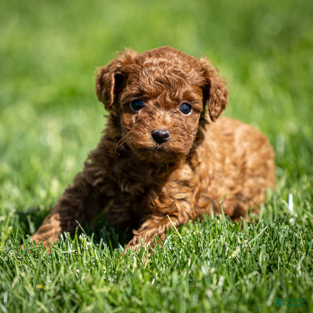 Toy Poodle dogs for sale: Ruby Belle - Ad 5