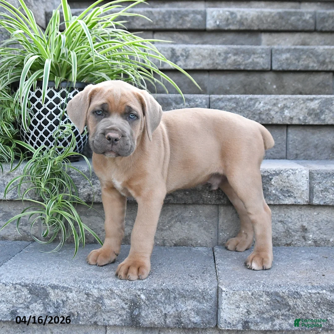 Cane Corso dogs for sale: Jace - Ad 2