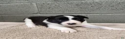 Border Collie dogs for sale: Tiger - Pure Breed Border Collie  - Ad 2