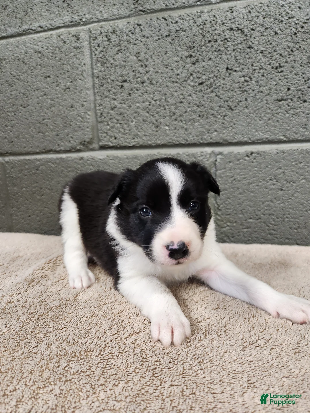 Border Collie dogs for sale: Tiger - Pure Breed Border Collie  - Ad 2