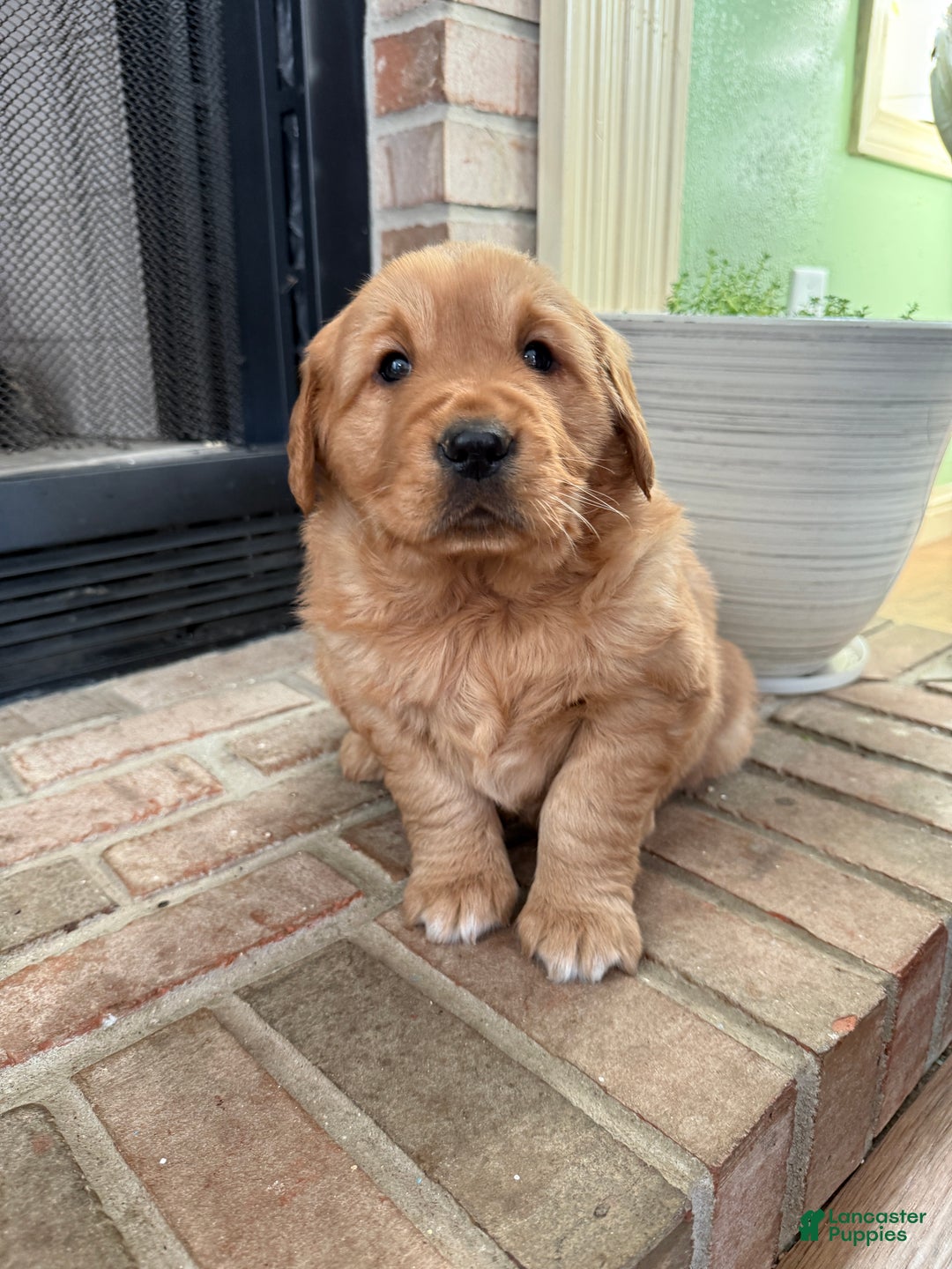 Golden Retriever dogs for sale: Sunny - Ad 10