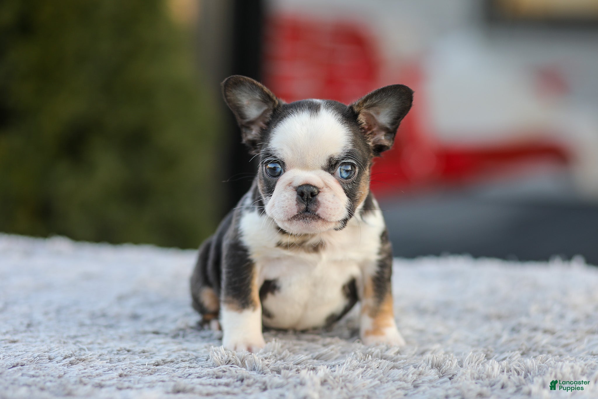 French Bulldog dogs Sheba - Ad 1