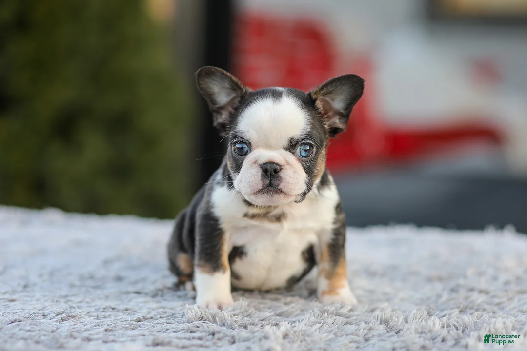 French Bulldog dogs for sale: Sheba - Ad 1