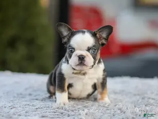 French Bulldog dogs for sale: Sheba - Ad 2