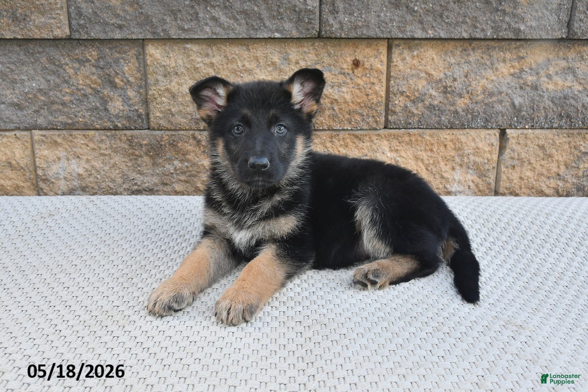German Shepherd Puppies for sale in Winchester, Virginia