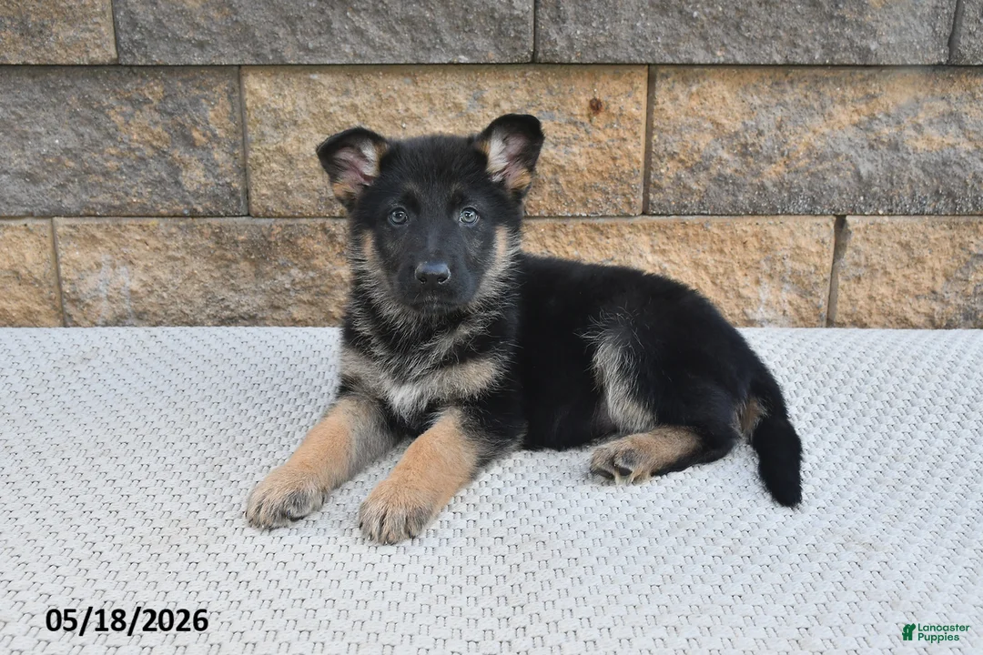 German Shepherd dogs for sale: Bella   - Ad 2
