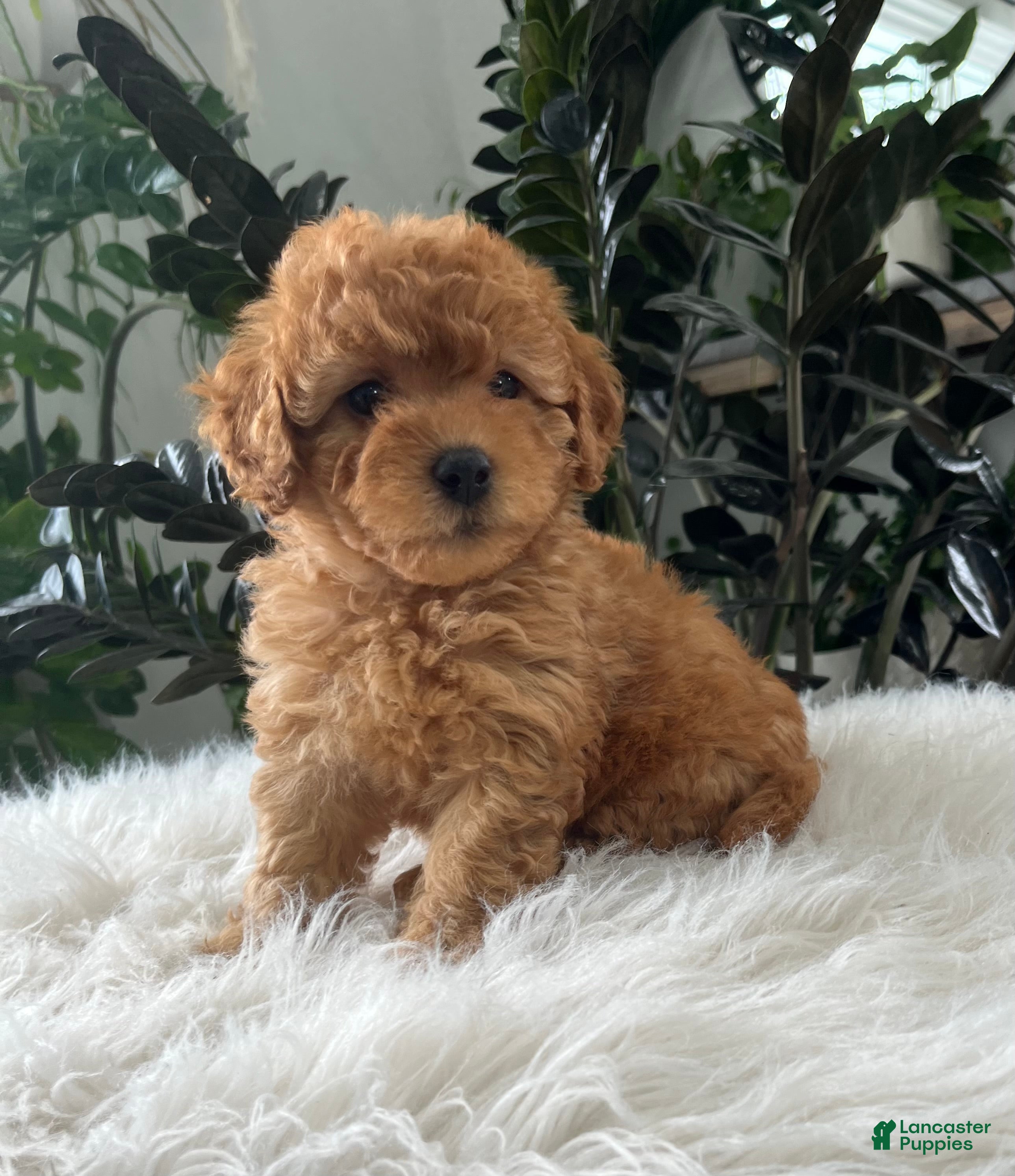 Mini Goldendoodle dogs Belle - Ad 1