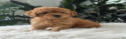 Mini Goldendoodle dogs for sale: Belle - Ad 1