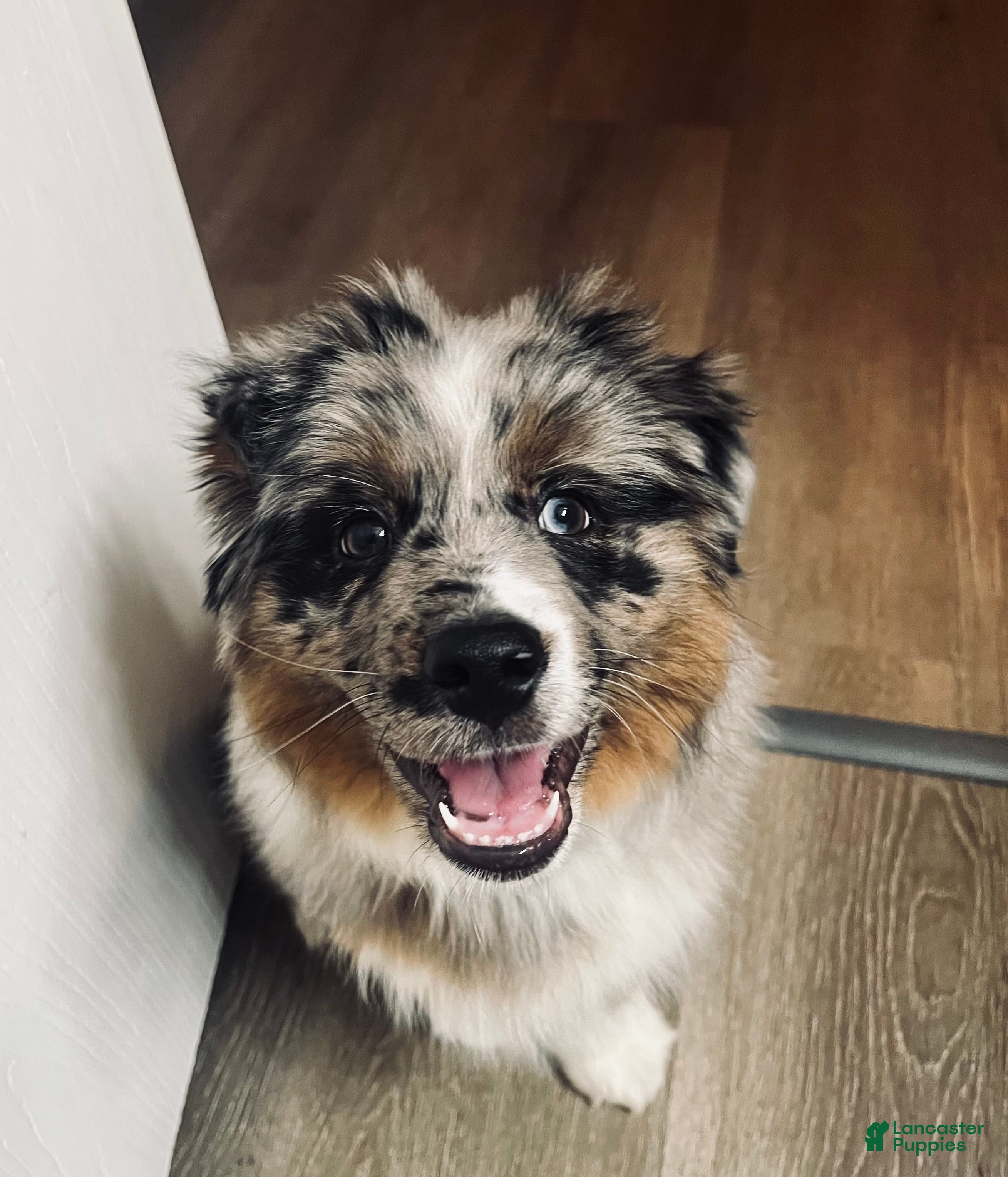 Miniature Australian Shepherd dogs Zuko - Ad 7