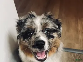 Miniature Australian Shepherd dogs Zuko - Ad 7