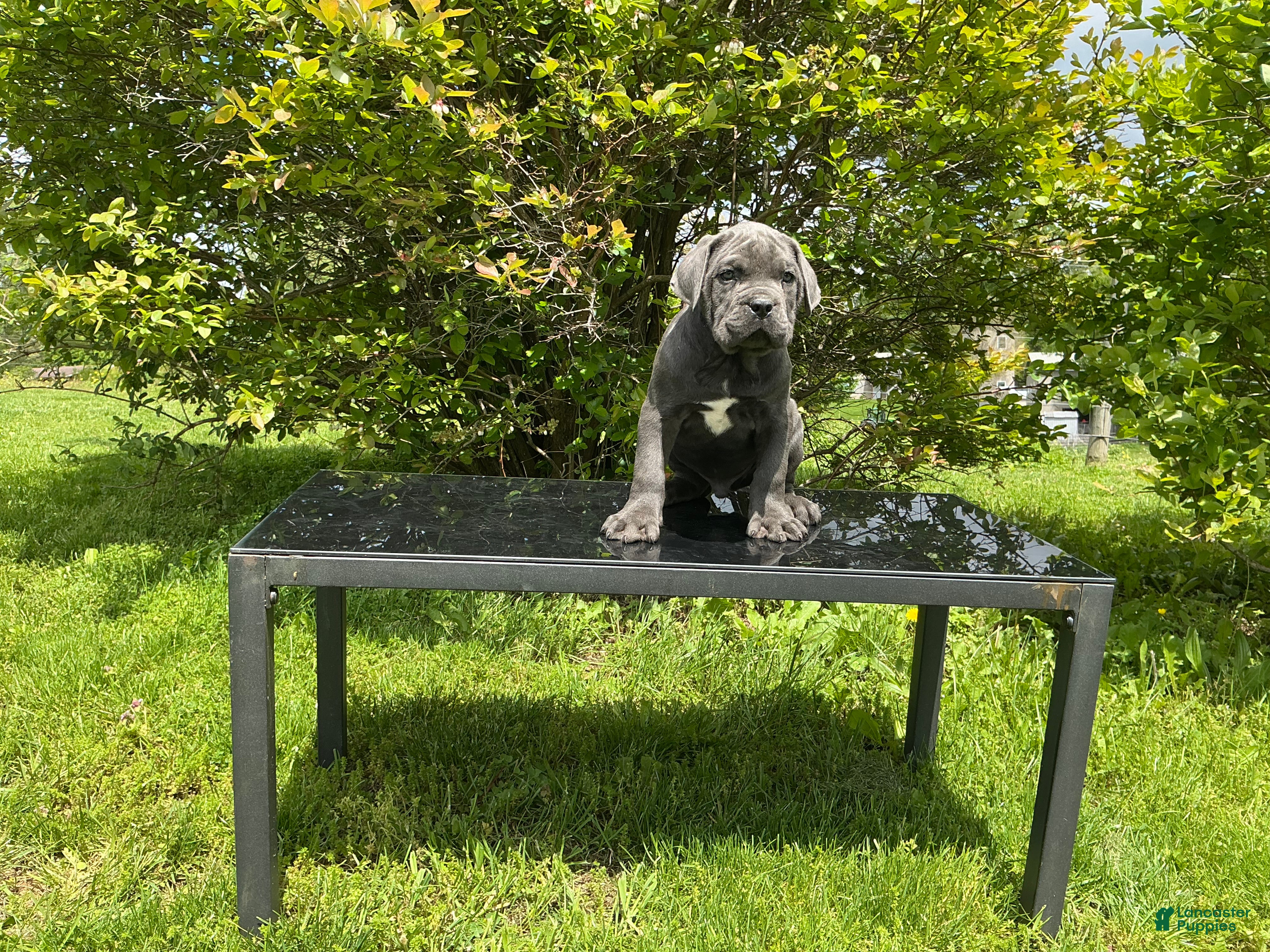 Cane Corso dogs Cane Corso Puppy 2 - Ad 1