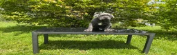Cane Corso dogs for sale: Cane Corso Puppy 2 - Ad 1
