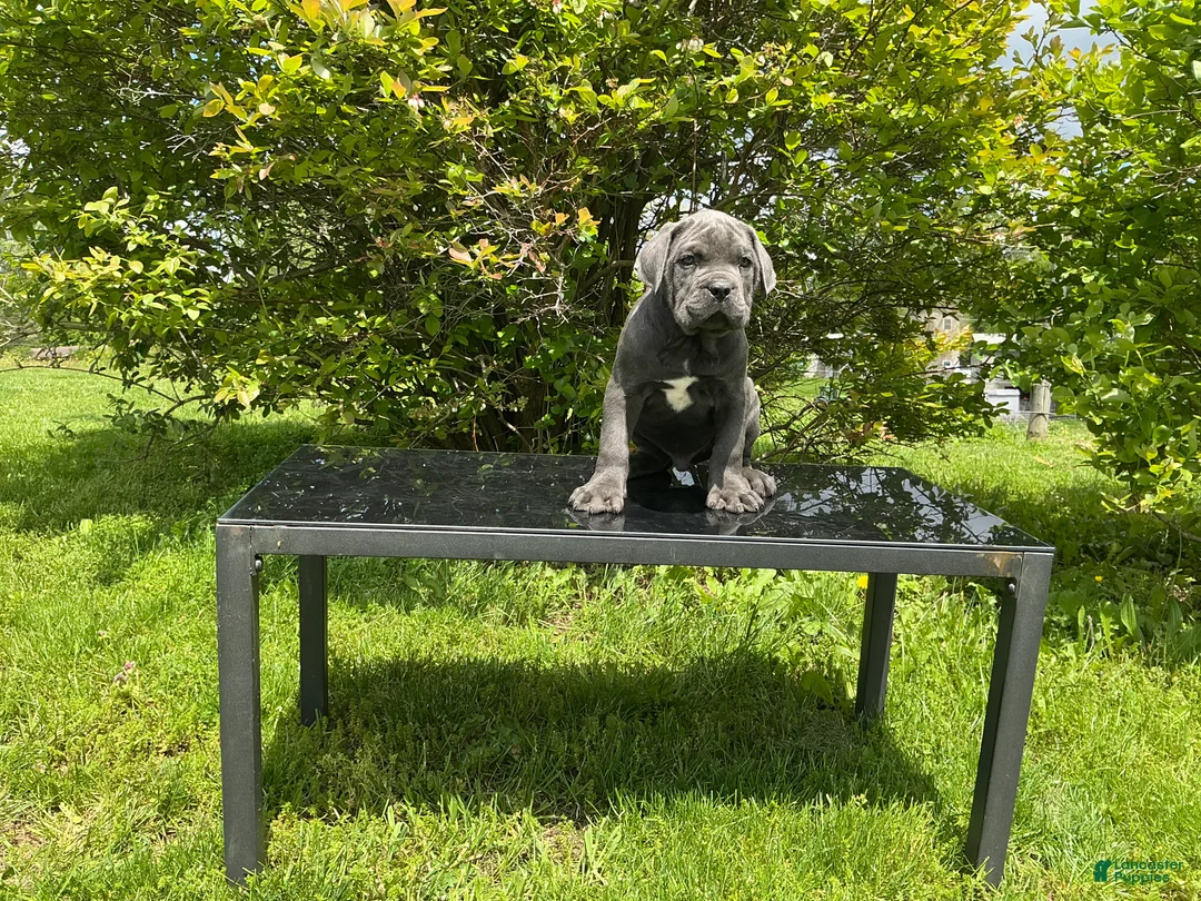 Cane Corso dogs for sale: Cane Corso Puppy 2 - Ad 1